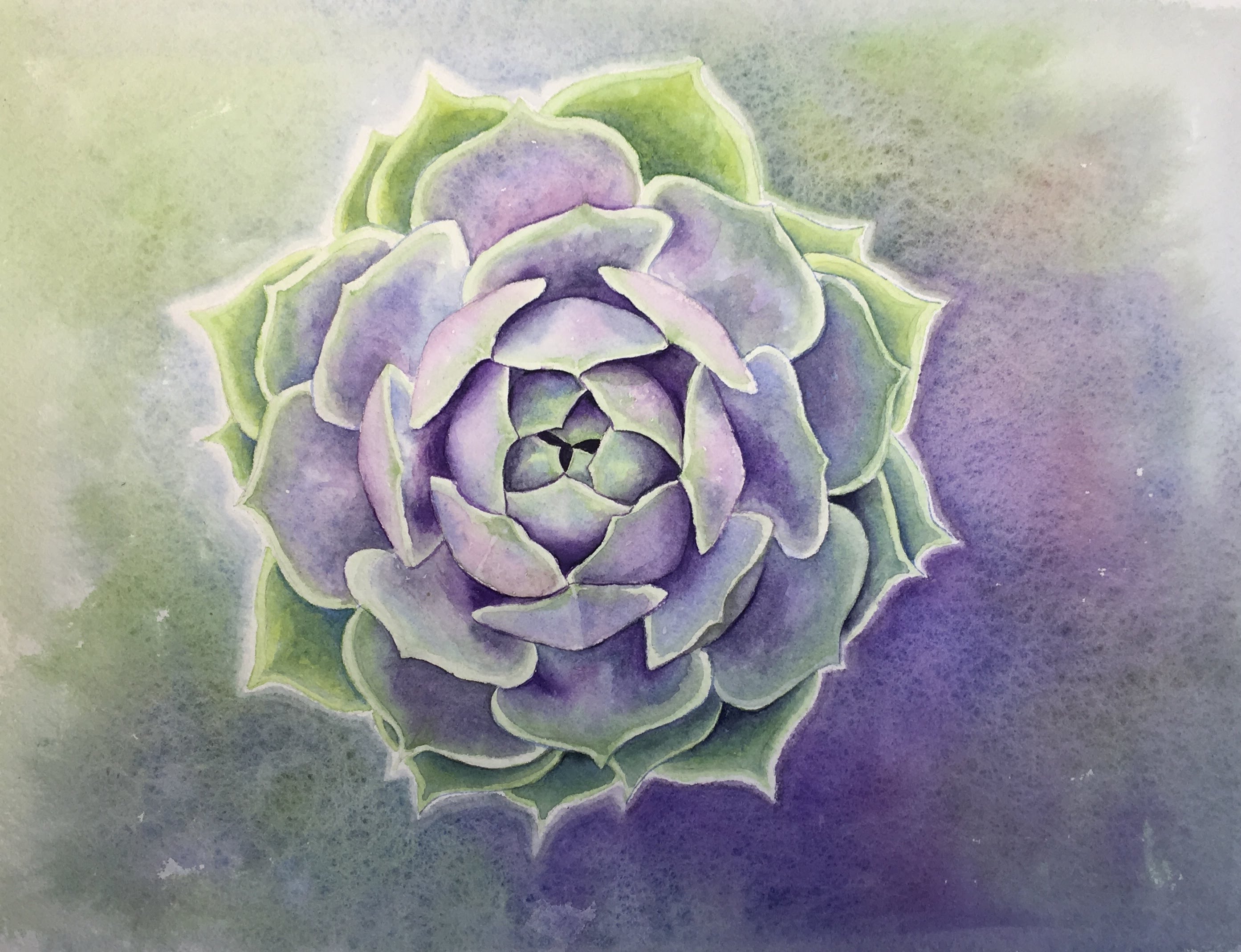 Echeveria 