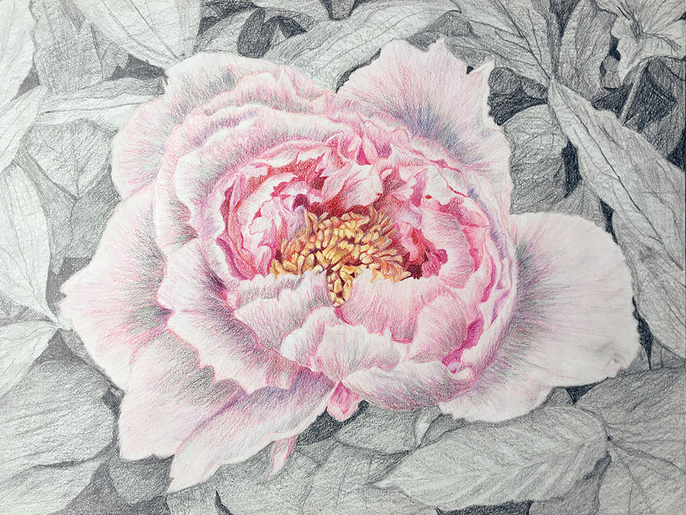 Peony study