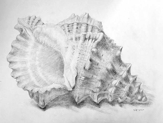 Seashell