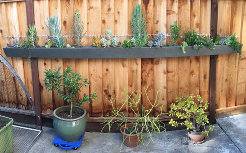 Succulent gutter garden