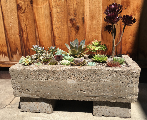 Hypertufa trough